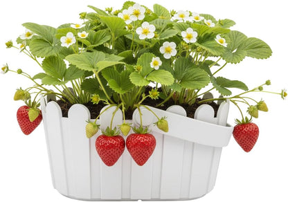 Buzzy Seeds Strawberry White Fruit Kit